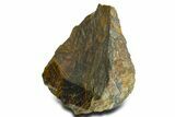Polished Cambrian Stromatolite Fossil - Czech Republic #363060-1